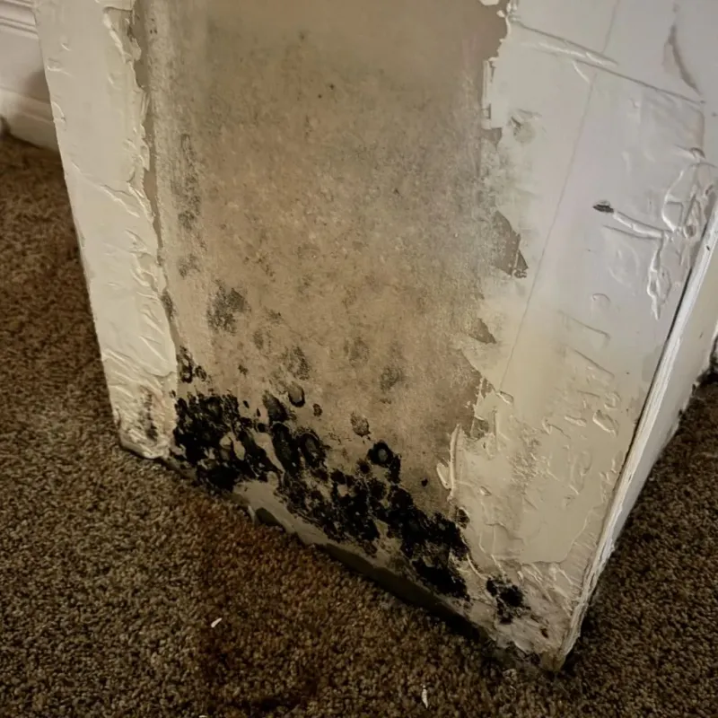 Professional Mold Removal in Cooperstown, ND
